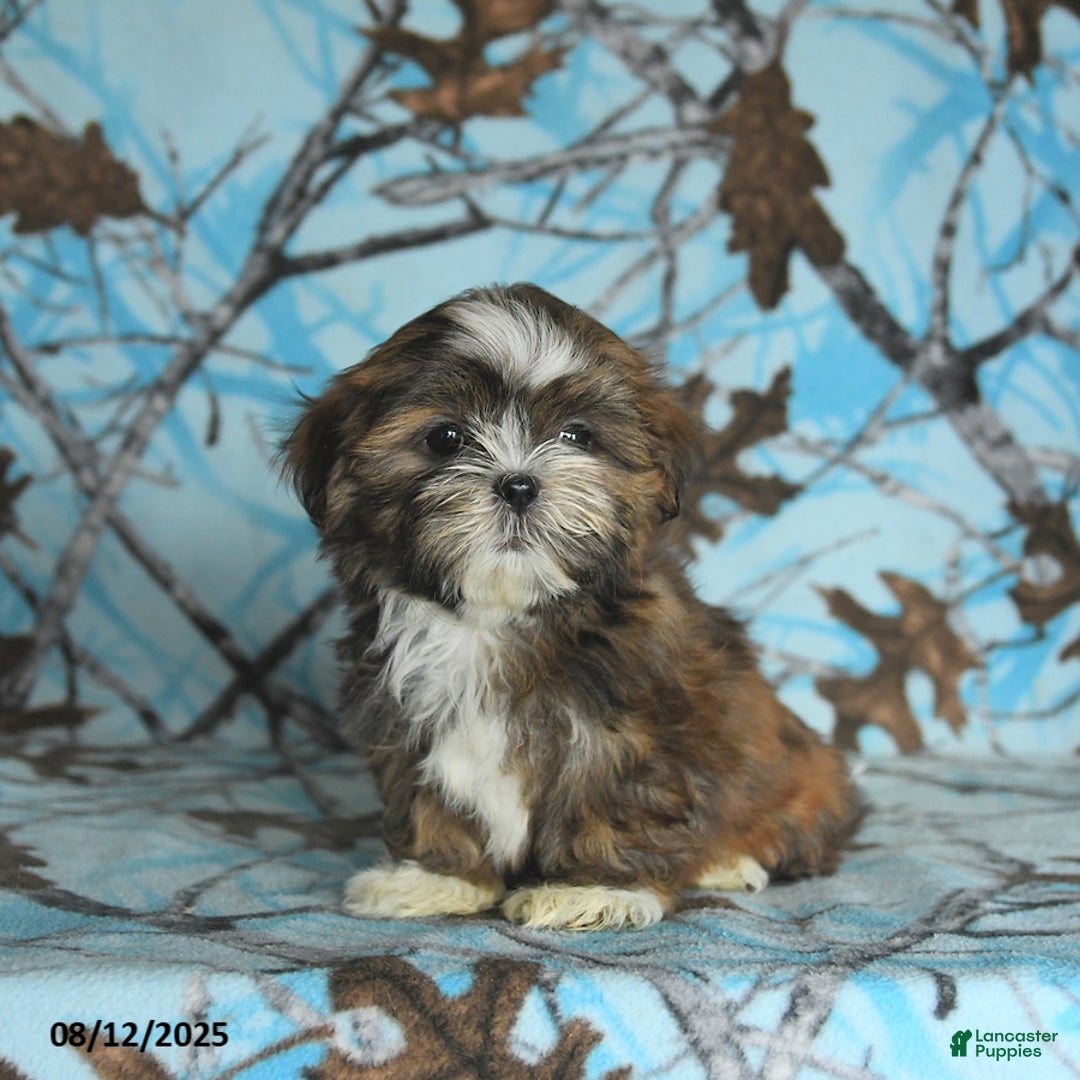 Shih Tzu dogs for sale: Roxy - Image 3