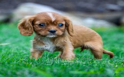 Cavalier King Charles Spaniel dogs for sale: Ruby - Image 1