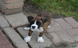 Boxer dogs for sale: Taylor - Image 3
