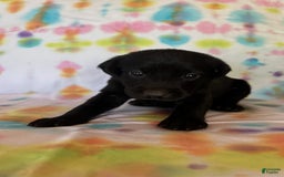 Labrador Retriever dogs for sale: Orange - Image 1