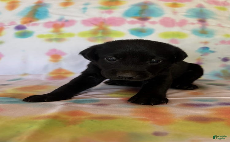 Labrador Retriever dogs for sale - Ad 1