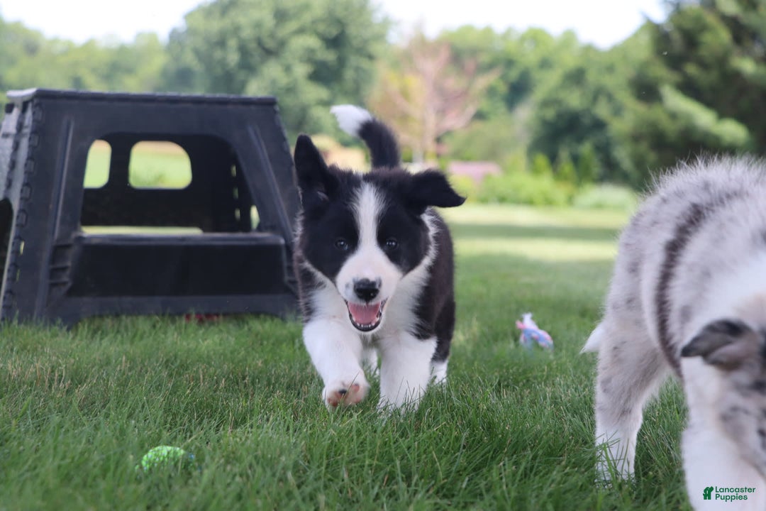Border Collie dogs for sale: Kingston - Image 8