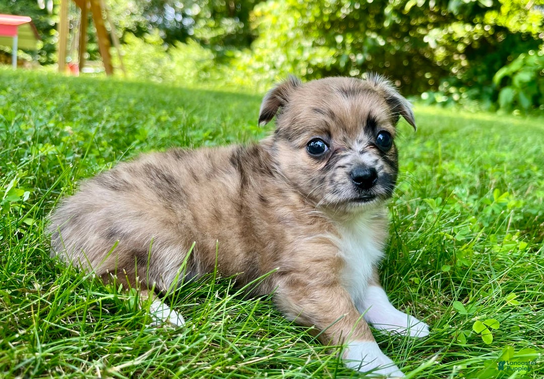 Chihuahua dogs for sale: Finn - Image 11