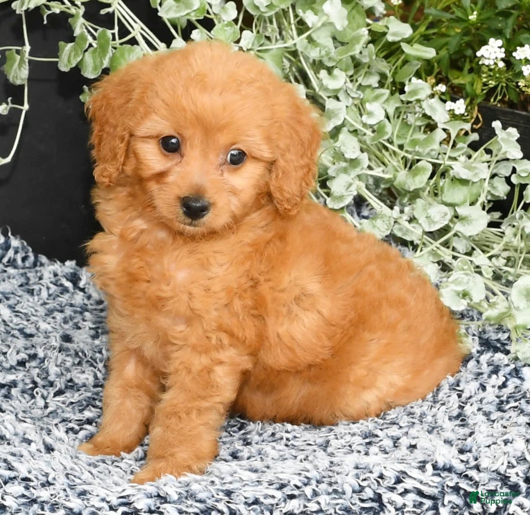 Mini Goldendoodle dogs for sale: Queenie - Image 9