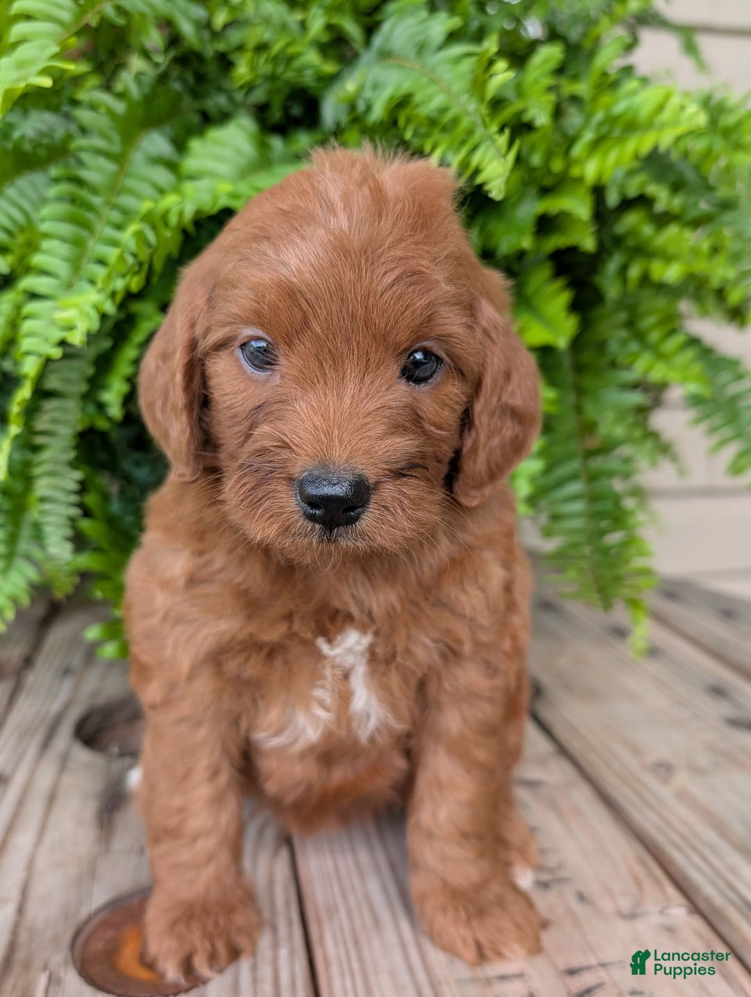 Mini Goldendoodle dogs for sale: Mini-wendy - Image 13