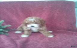 Mini Goldendoodle dogs for sale: Eva - Image 3