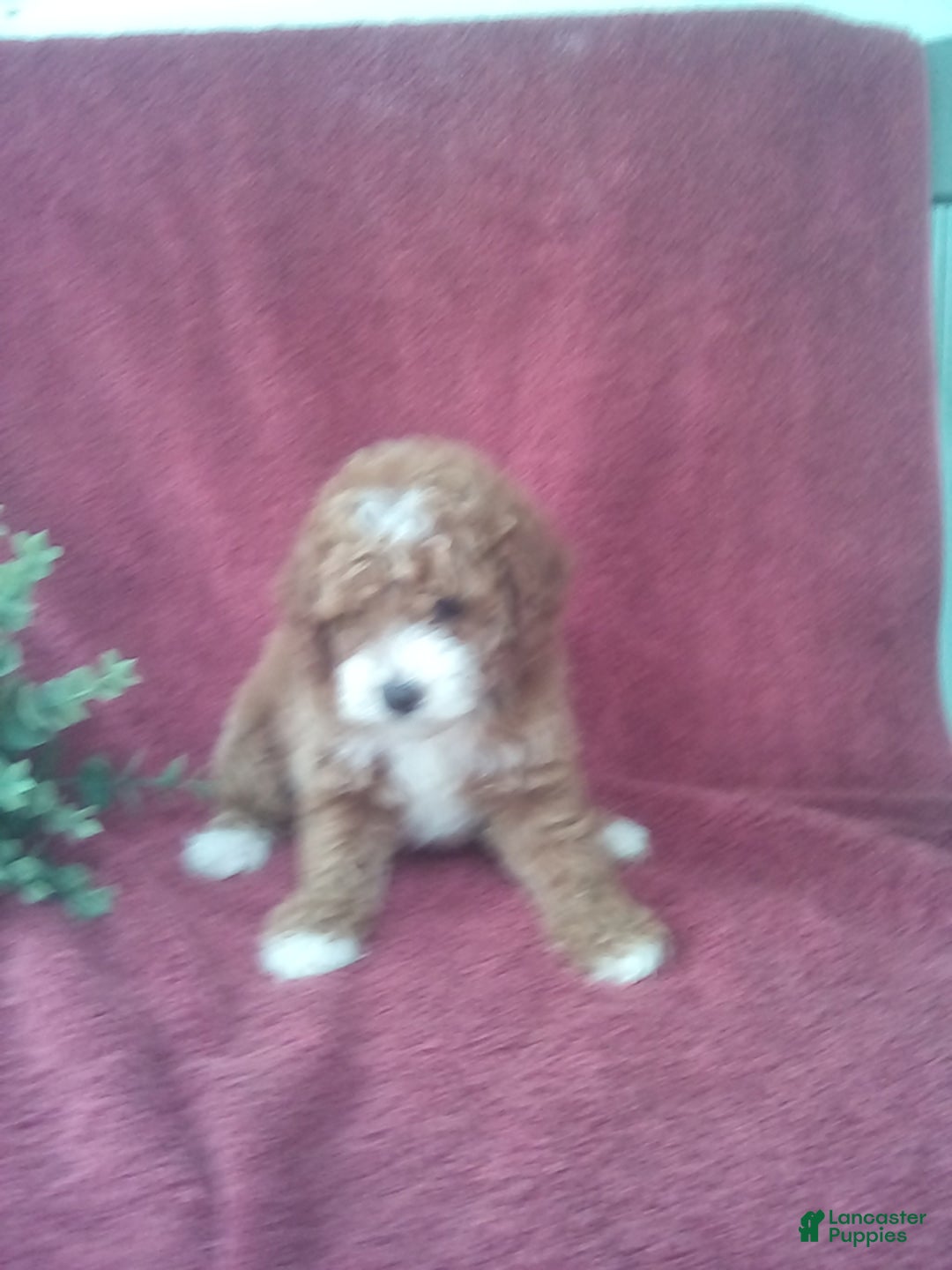 Mini Goldendoodle dogs for sale: Eva - Image 3