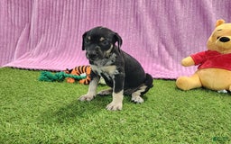 Catahoula Leopard Dog dogs for sale: Tess 2025 Female 4 - Image 18