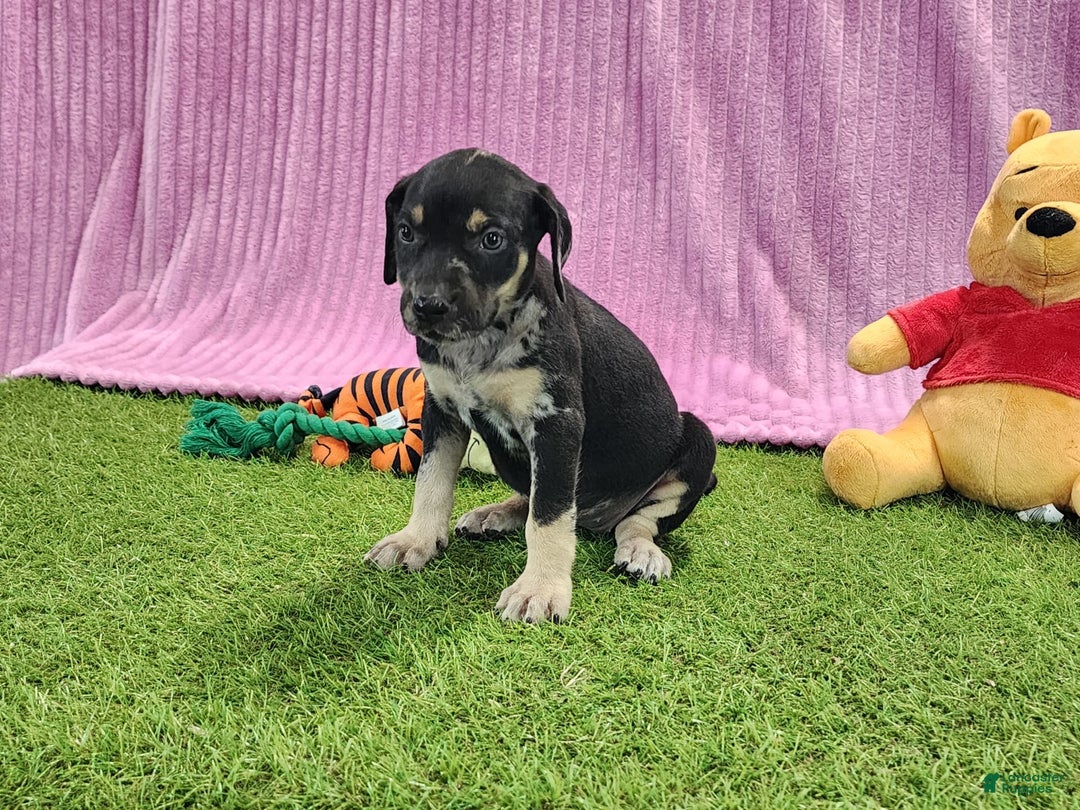 Catahoula Leopard Dog dogs for sale: Tess 2025 Female 4 - Image 18