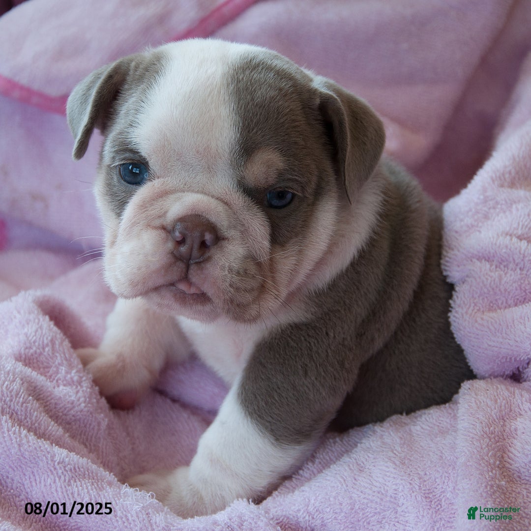 English Bulldog dogs for sale: Patsy - Image 1