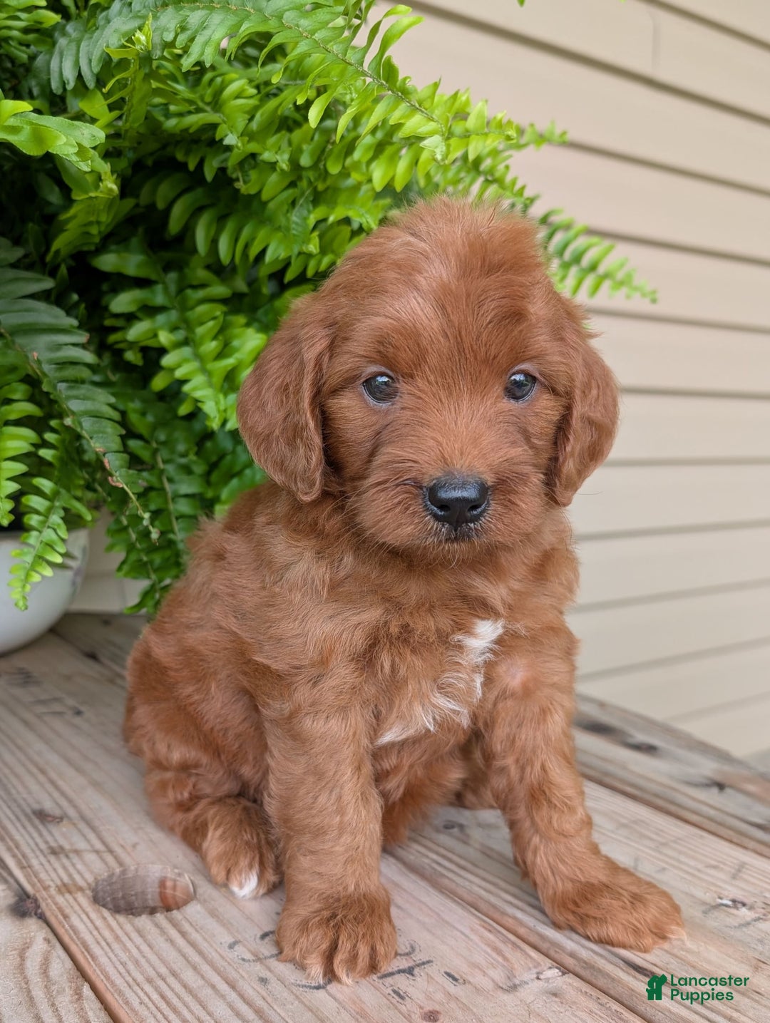 Mini Goldendoodle dogs for sale: Mini-wendy - Image 20