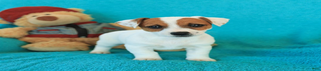 Jenny