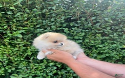 Maltipoo dogs for sale: Destiny - Image 2