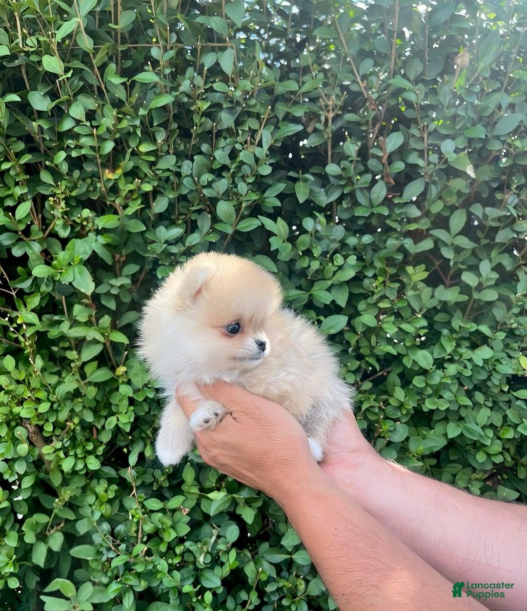 Maltipoo dogs for sale: Destiny - Image 2