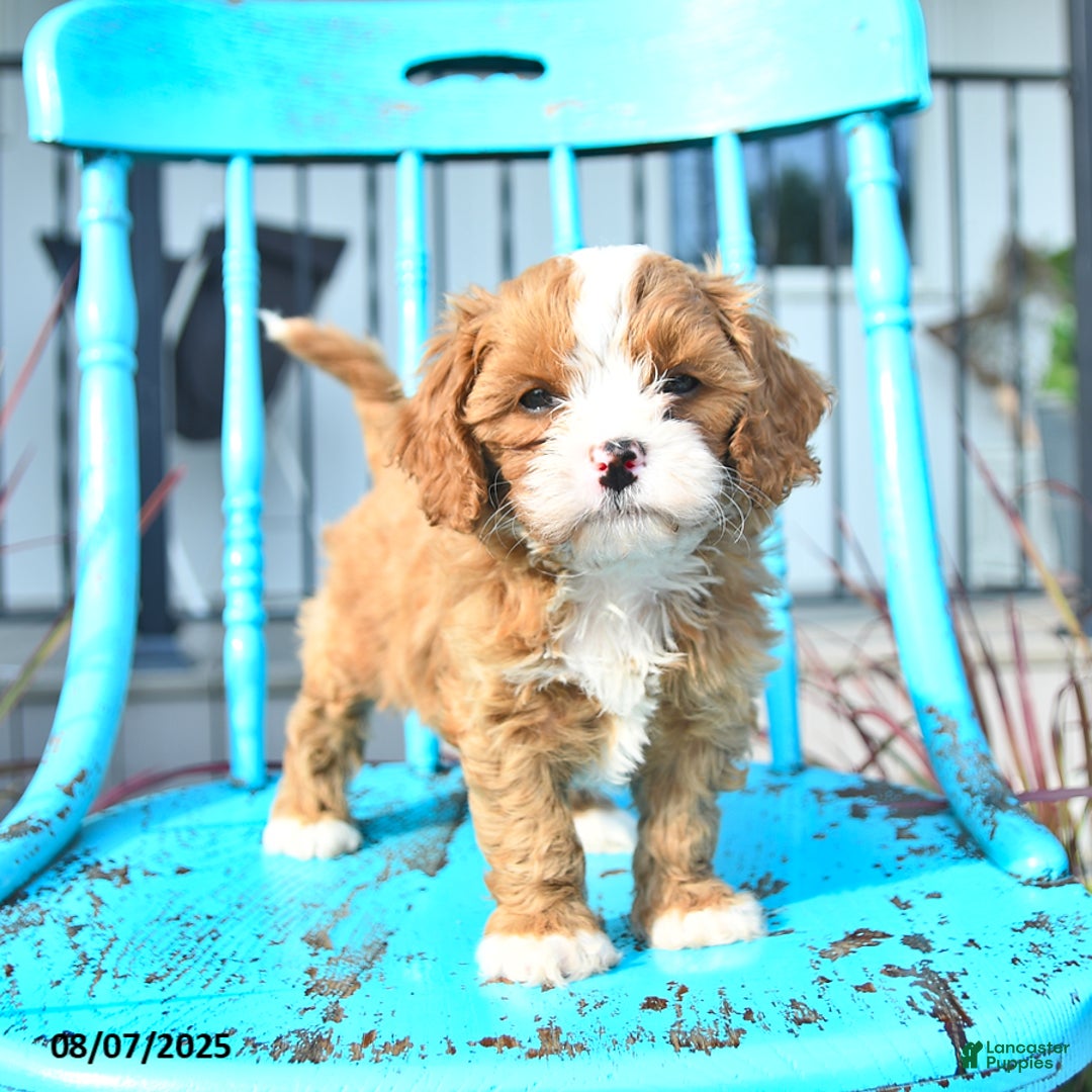 Cavapoo dogs for sale: Abby - Image 1