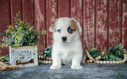 Welsh Corgi Pembroke dogs for sale: Nessie - Image 3