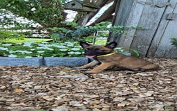 Belgian Malinois dogs for sale: Liberty - Image 1