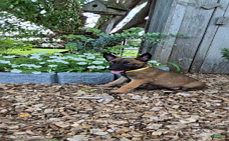 Belgian Malinois dogs for sale - Ad 1