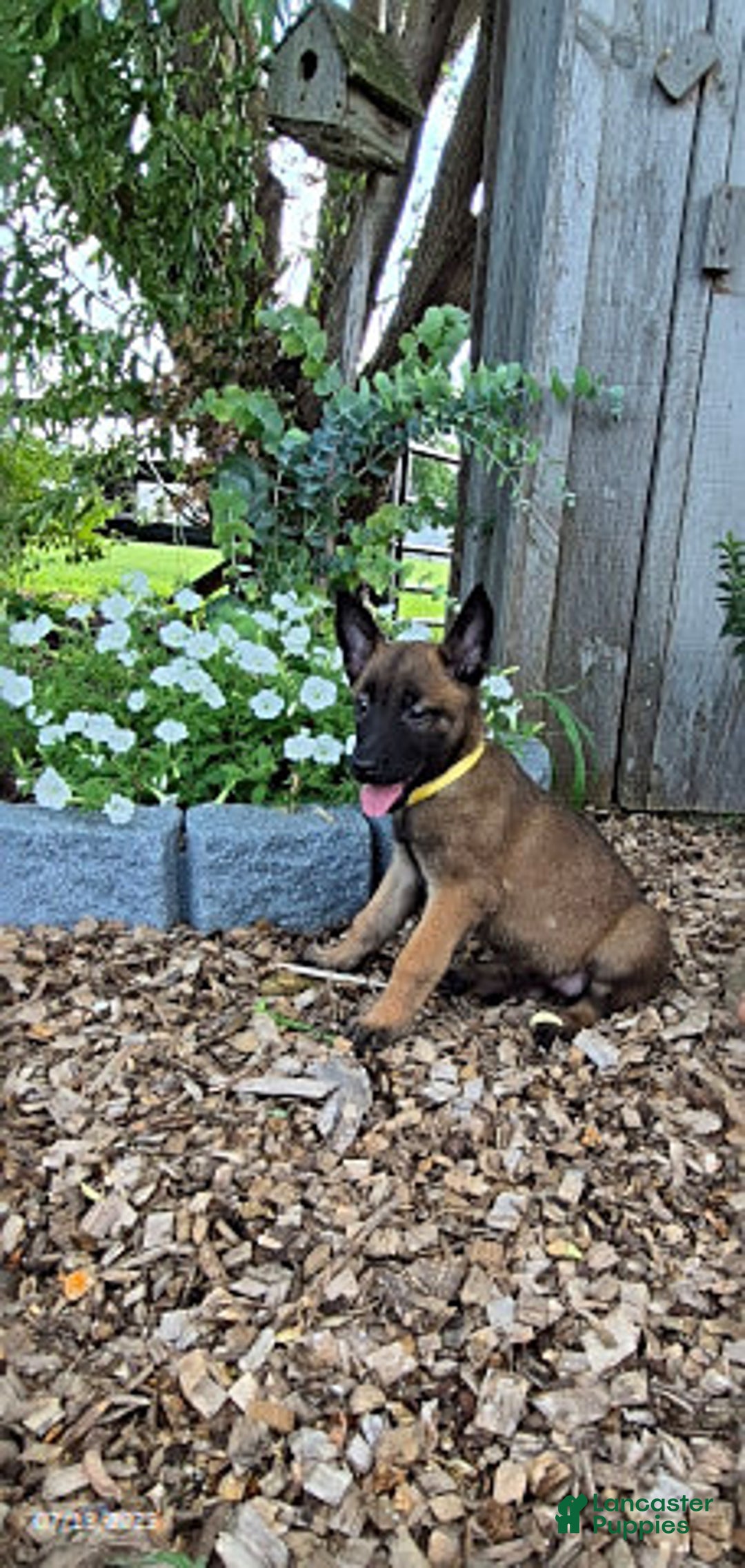 Belgian Malinois dogs for sale: Liberty - Image 1