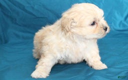 Shihpoo dogs for sale: Libby - Image 4