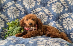 Toy Poodle dogs for sale: Duncan - Image 8