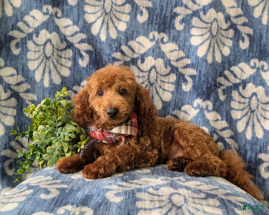Toy Poodle dogs for sale: Duncan - Image 8