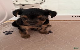 Yorkshire Terrier dogs for sale: Athena - Image 3