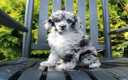 Miniature Poodle dogs for sale: Sweetheart - Image 3