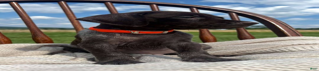 Gator