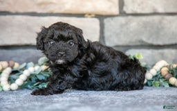 Havapoo dogs for sale: Cassie - Image 2