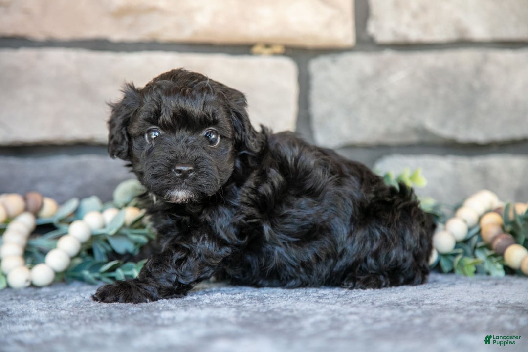 Havapoo dogs for sale: Cassie - Image 2
