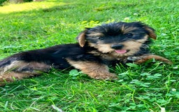 Yorkshire Terrier dogs for sale: Yorkshire Terrier 2 puppies - Image 9