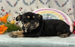 English Bulldog dogs for sale: Tonya - Image 1