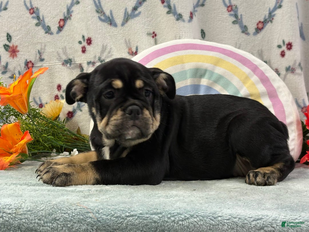 English Bulldog dogs for sale: Tonya - Image 1