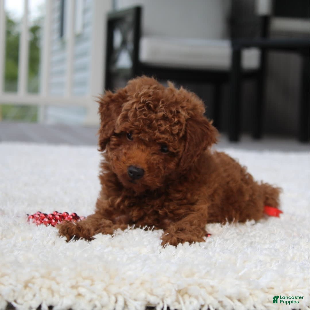 Toy Poodle dogs for sale: Elri - Image 12