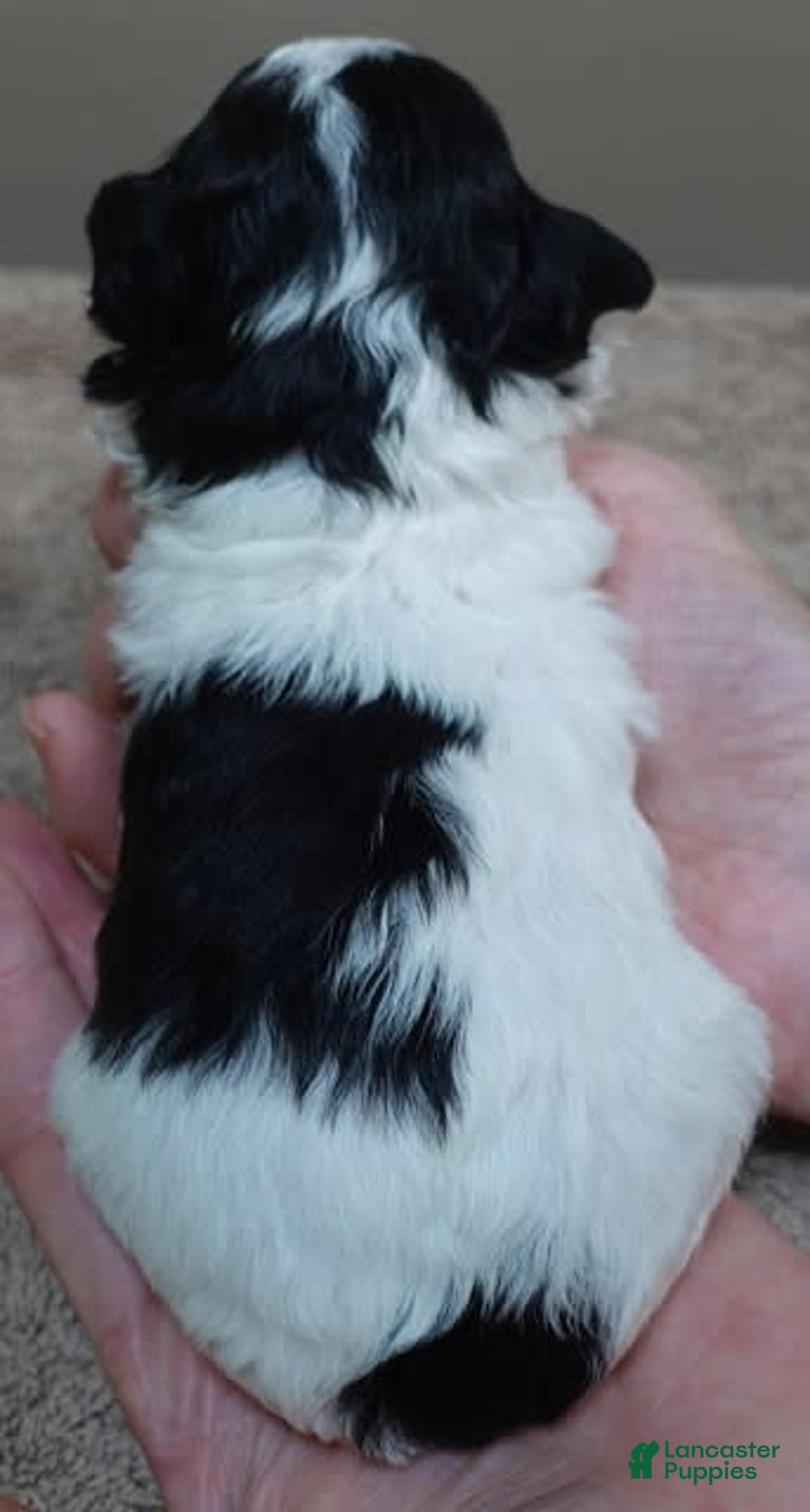 Toy Poodle dogs for sale: Zara Parti Girl - Image 16