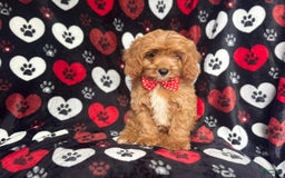Cavapoo dogs for sale: Kona - Image 4