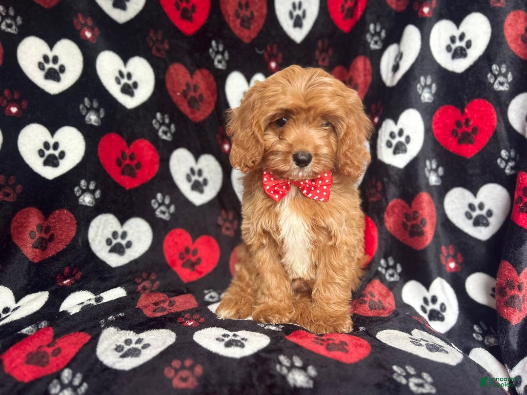 Cavapoo dogs for sale: Kona - Image 4