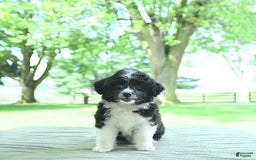 Mini Aussiedoodle dogs for sale: Walker - Image 11