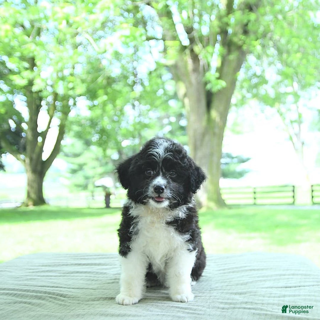 Mini Aussiedoodle dogs for sale: Walker - Image 11