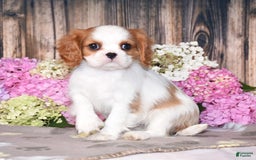 Cavalier King Charles Spaniel dogs for sale: Tenny - Image 4