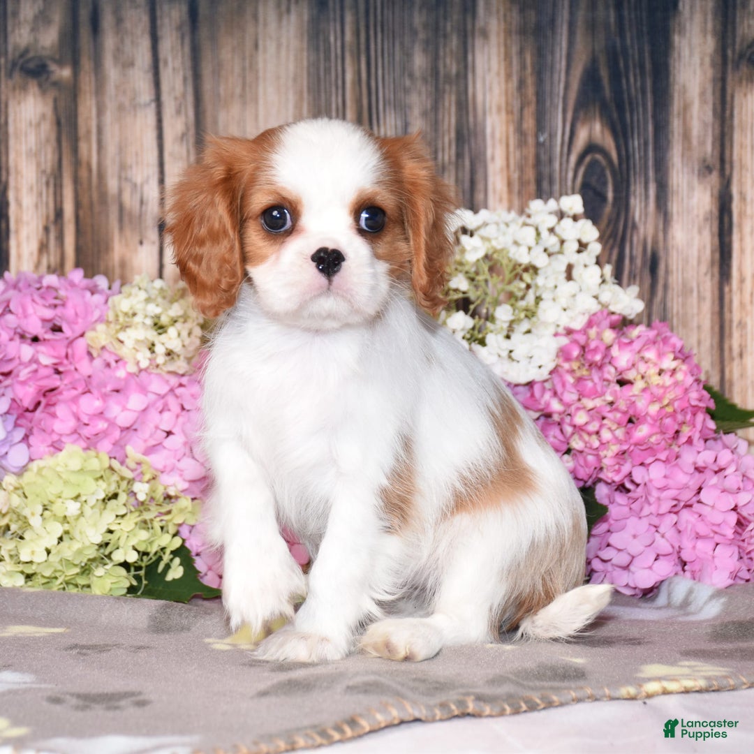 Cavalier King Charles Spaniel dogs for sale: Tenny - Image 4
