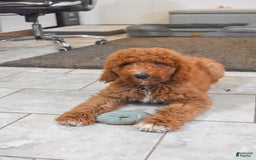 Goldendoodle dogs for sale: Oakley - Image 5