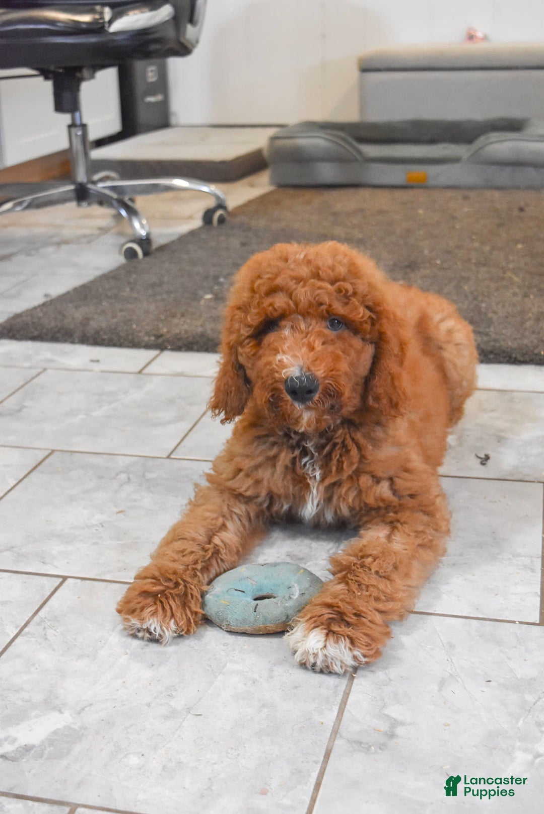 Goldendoodle dogs for sale: Oakley - Image 5