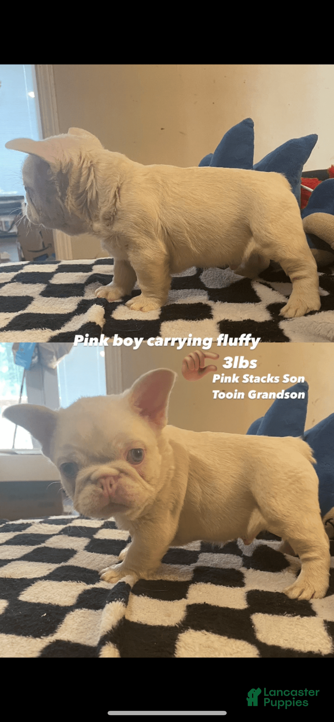 French Bulldog dogs for sale: Yang - Image 12