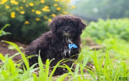 Yorkiepoo dogs for sale: Moses - Image 3