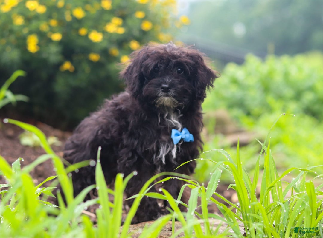 Yorkiepoo dogs for sale: Moses - Image 3