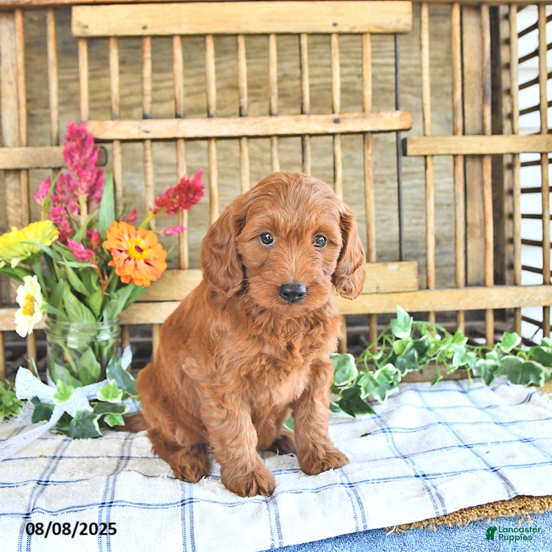 Mini Goldendoodle dogs for sale: Paige - Image 1