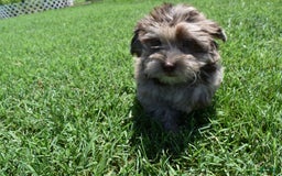 Havapoo dogs for sale: Zodiac - Image 3