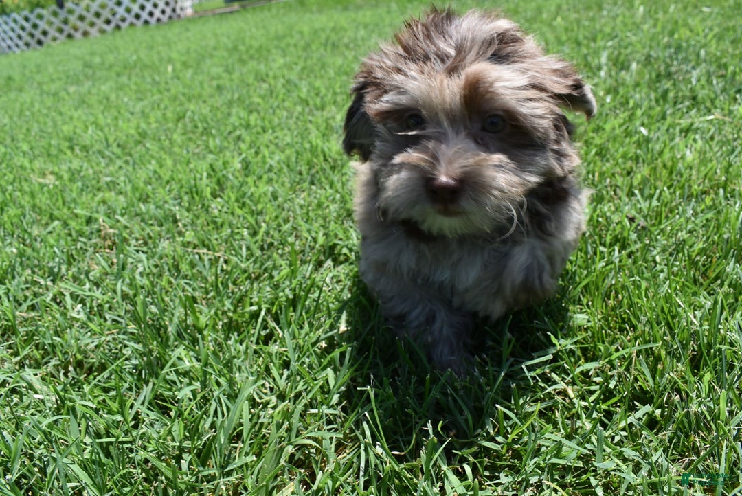 Havapoo dogs for sale: Zodiac - Image 3